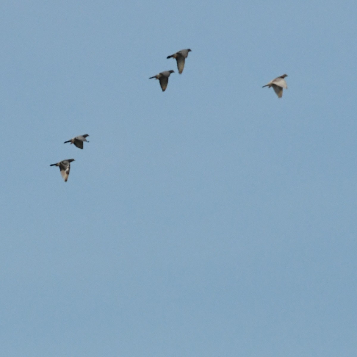 Rock Pigeon (Feral Pigeon) - ML645815251