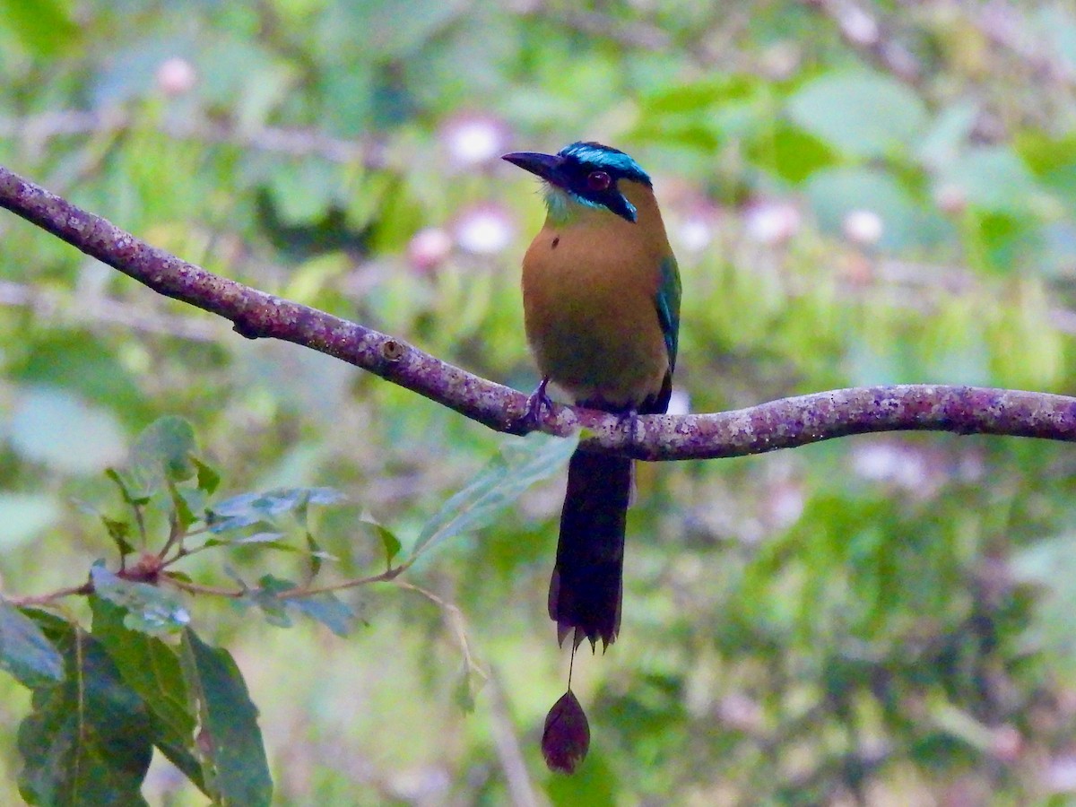 Lesson's Motmot - ML645815256