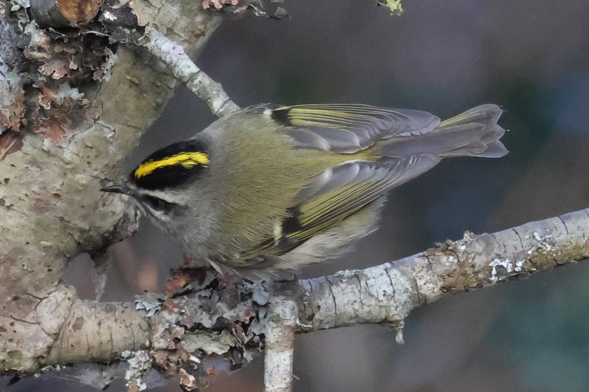 Golden-crowned Kinglet - ML645815259