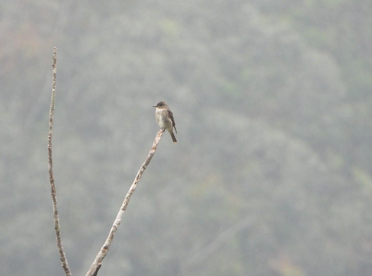 Olive-sided Flycatcher - ML645815270