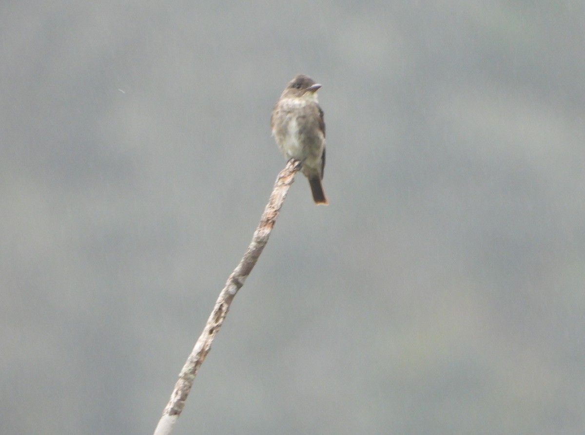 Olive-sided Flycatcher - ML645815272