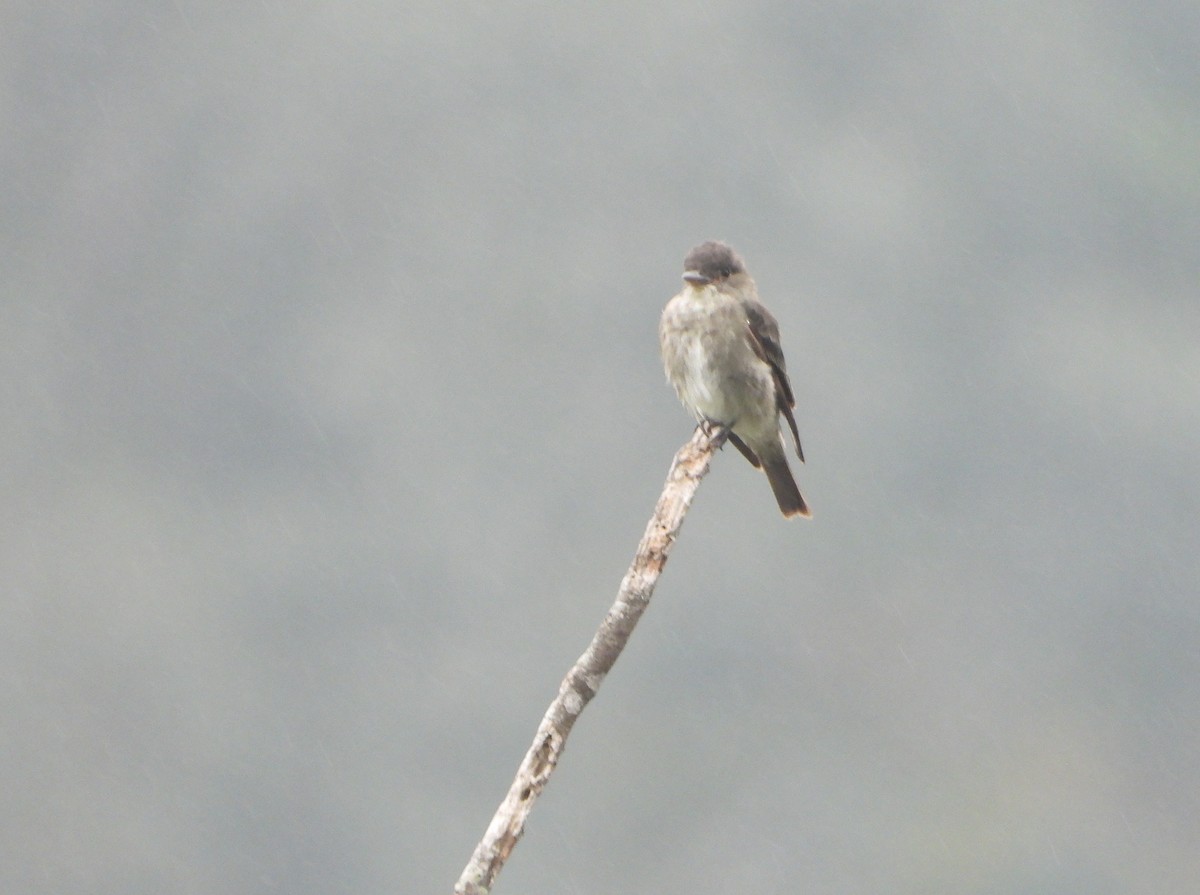 Olive-sided Flycatcher - ML645815273
