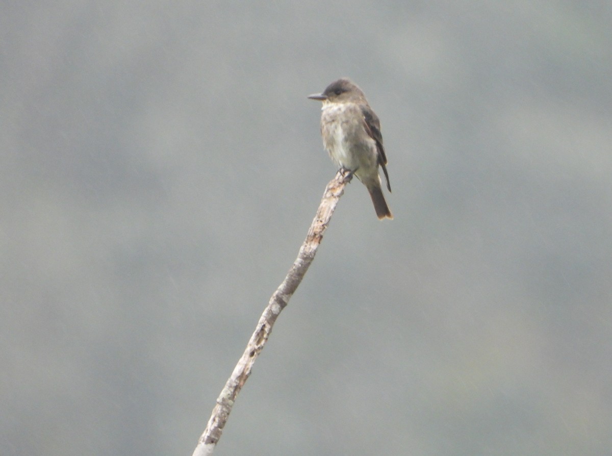 Olive-sided Flycatcher - ML645815274
