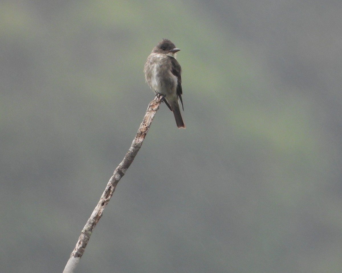 Olive-sided Flycatcher - ML645815275