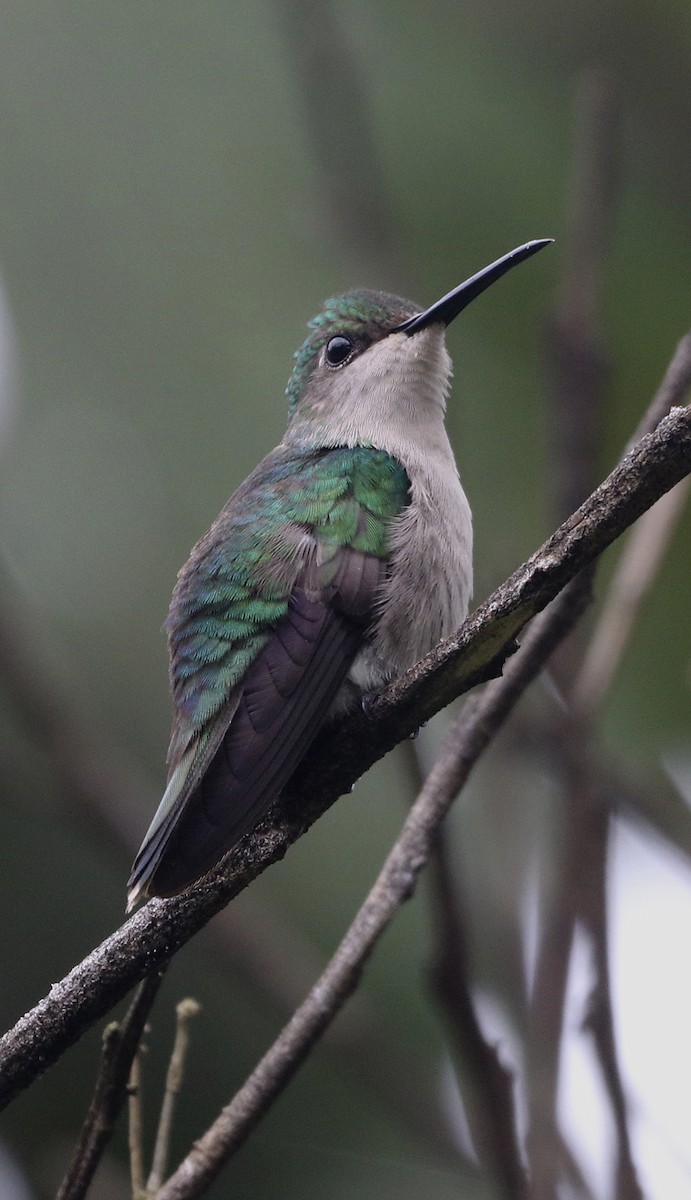 Fork-tailed Woodnymph - ML645815280