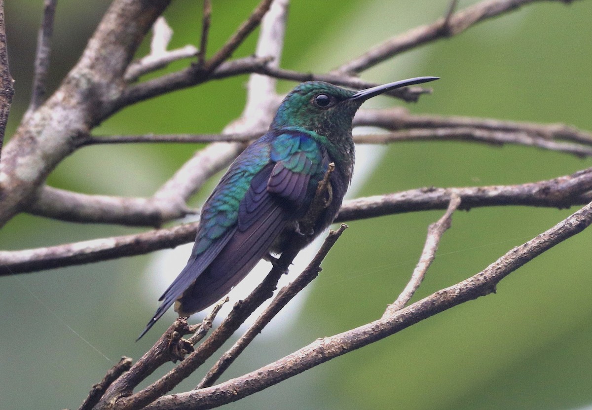 Fork-tailed Woodnymph - ML645815281