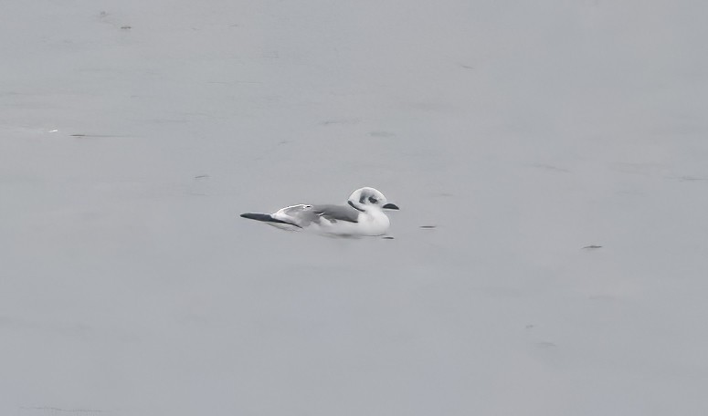 krykkje - ML645815282