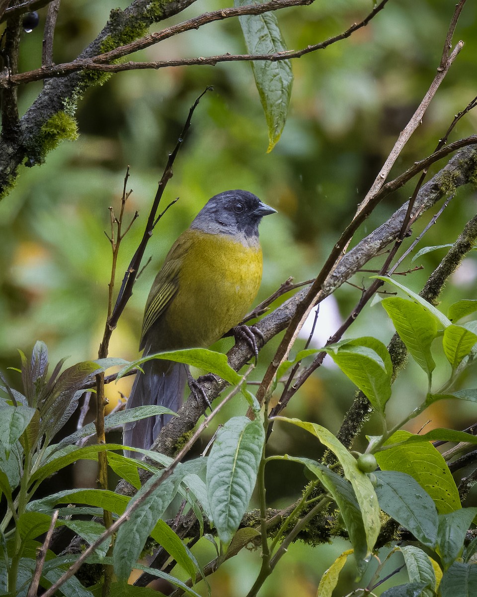 Пасовник великоногий - ML645815306