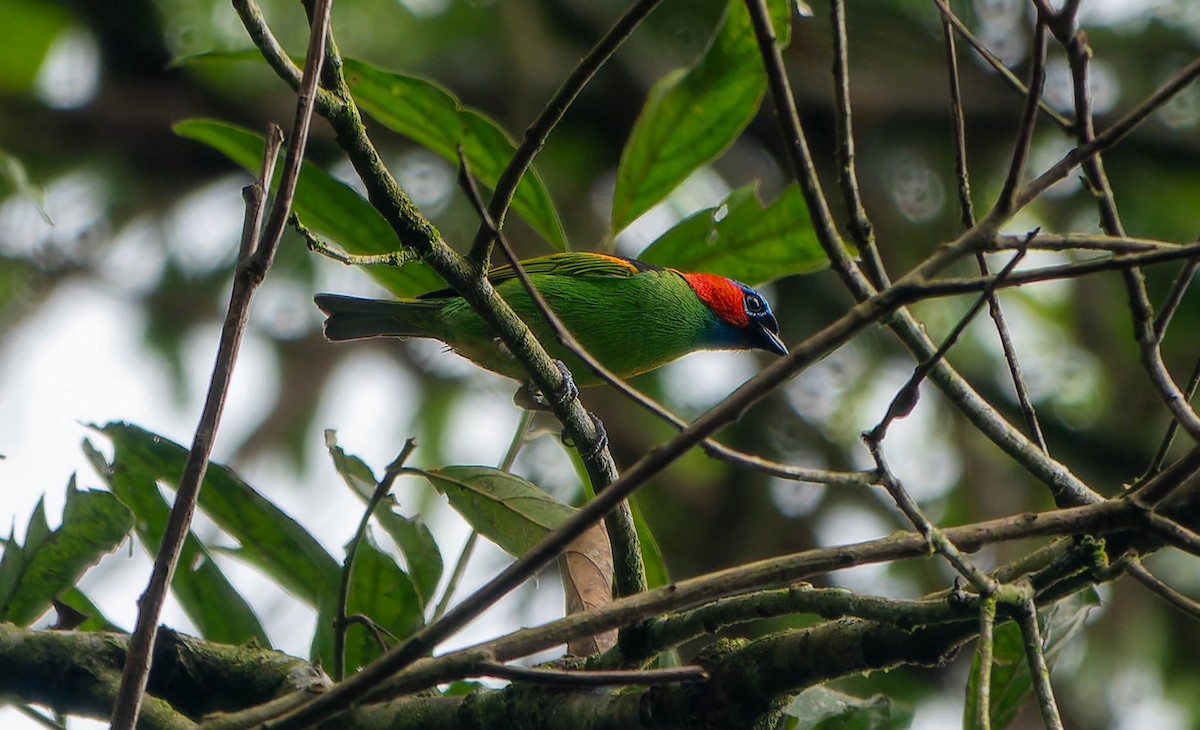 Red-necked Tanager - ML645815311