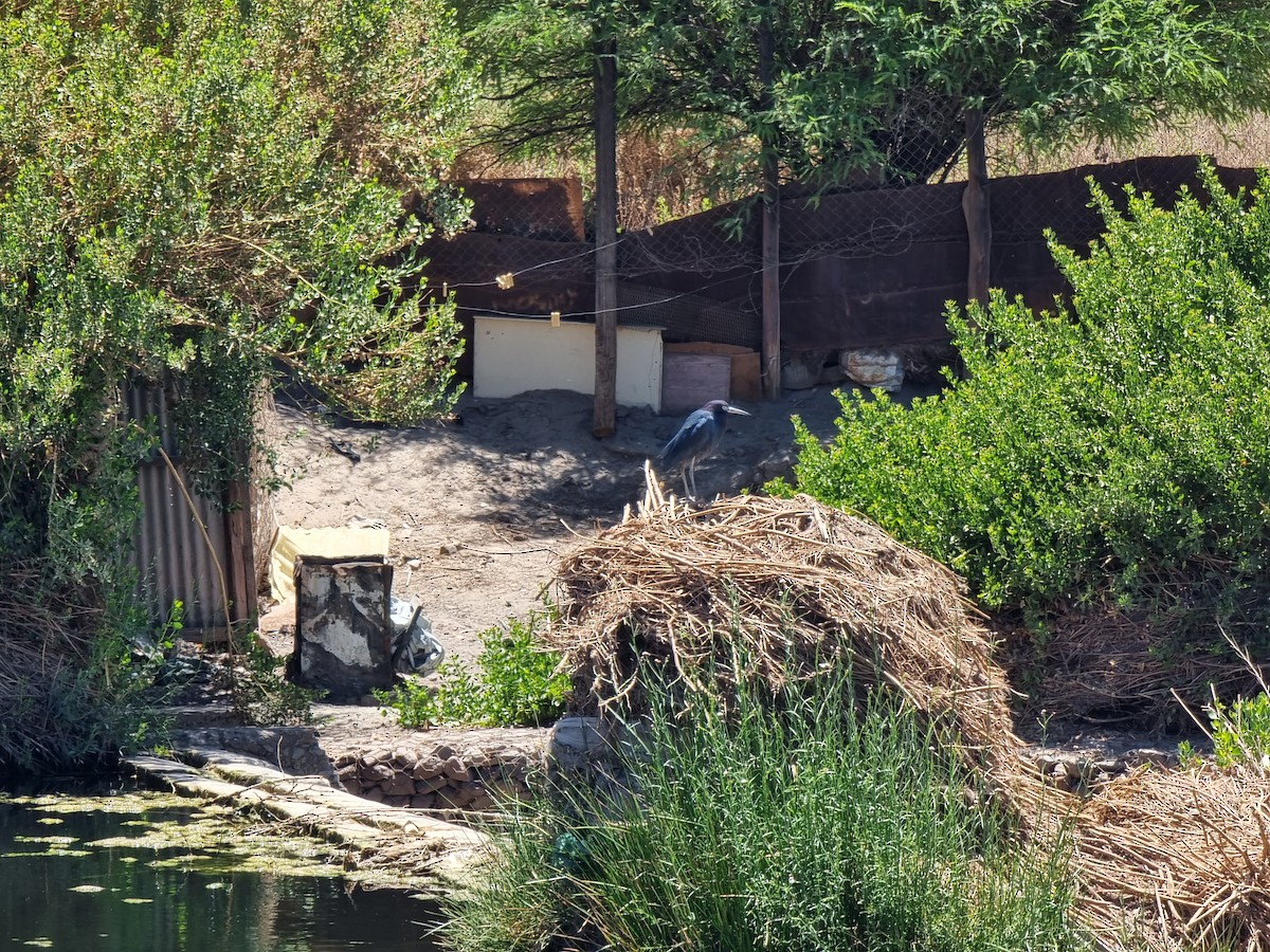Little Blue Heron - ML645815331