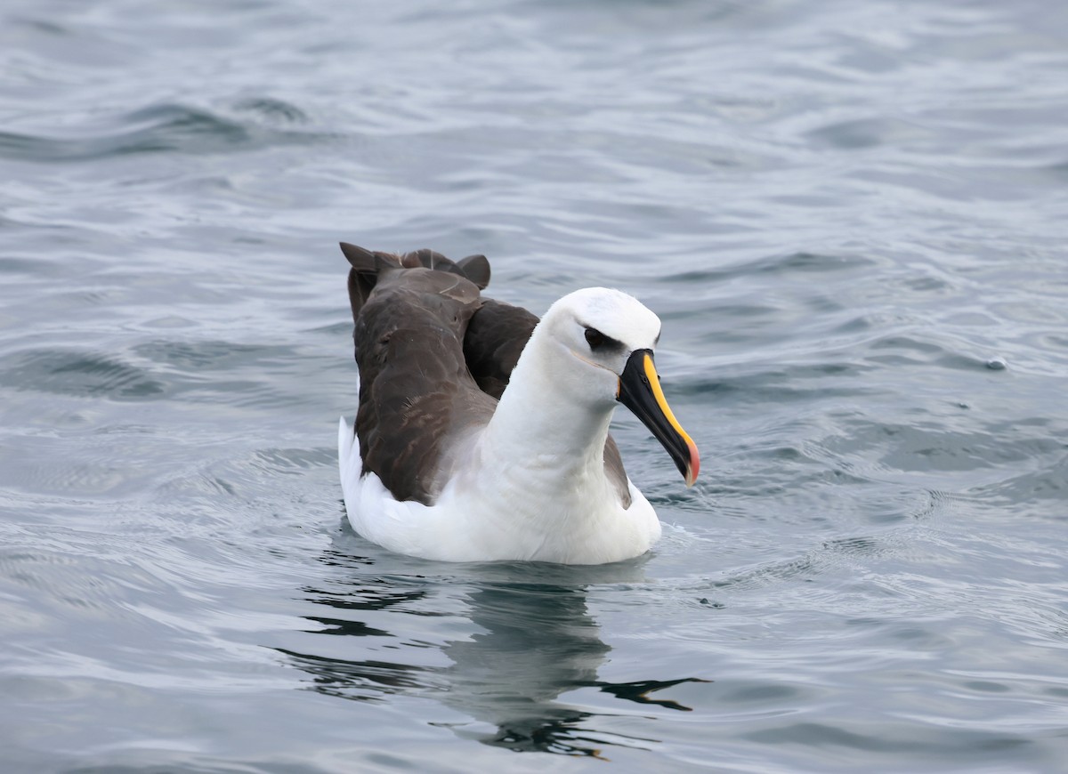 albatros pestrozobý - ML645815332