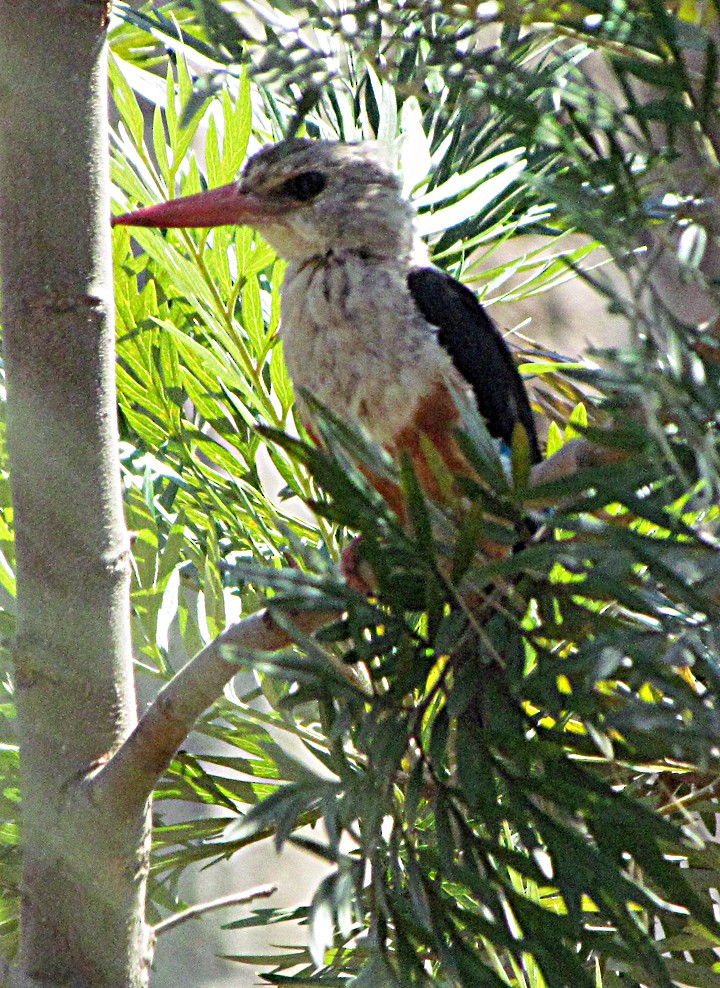 Martin-chasseur à tête grise - ML645815334