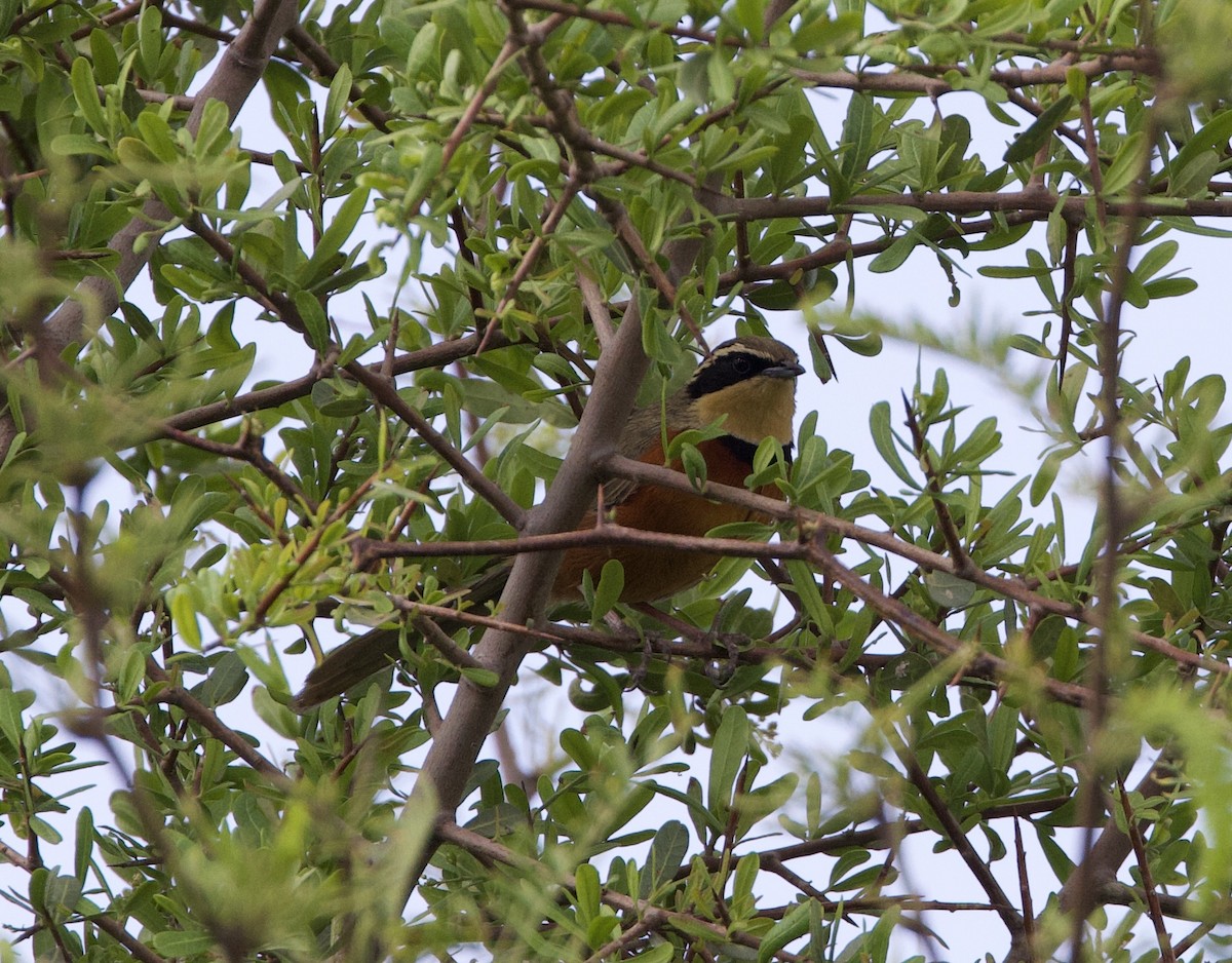 Zeytin Tepeli Hilalgerdan - ML645815335