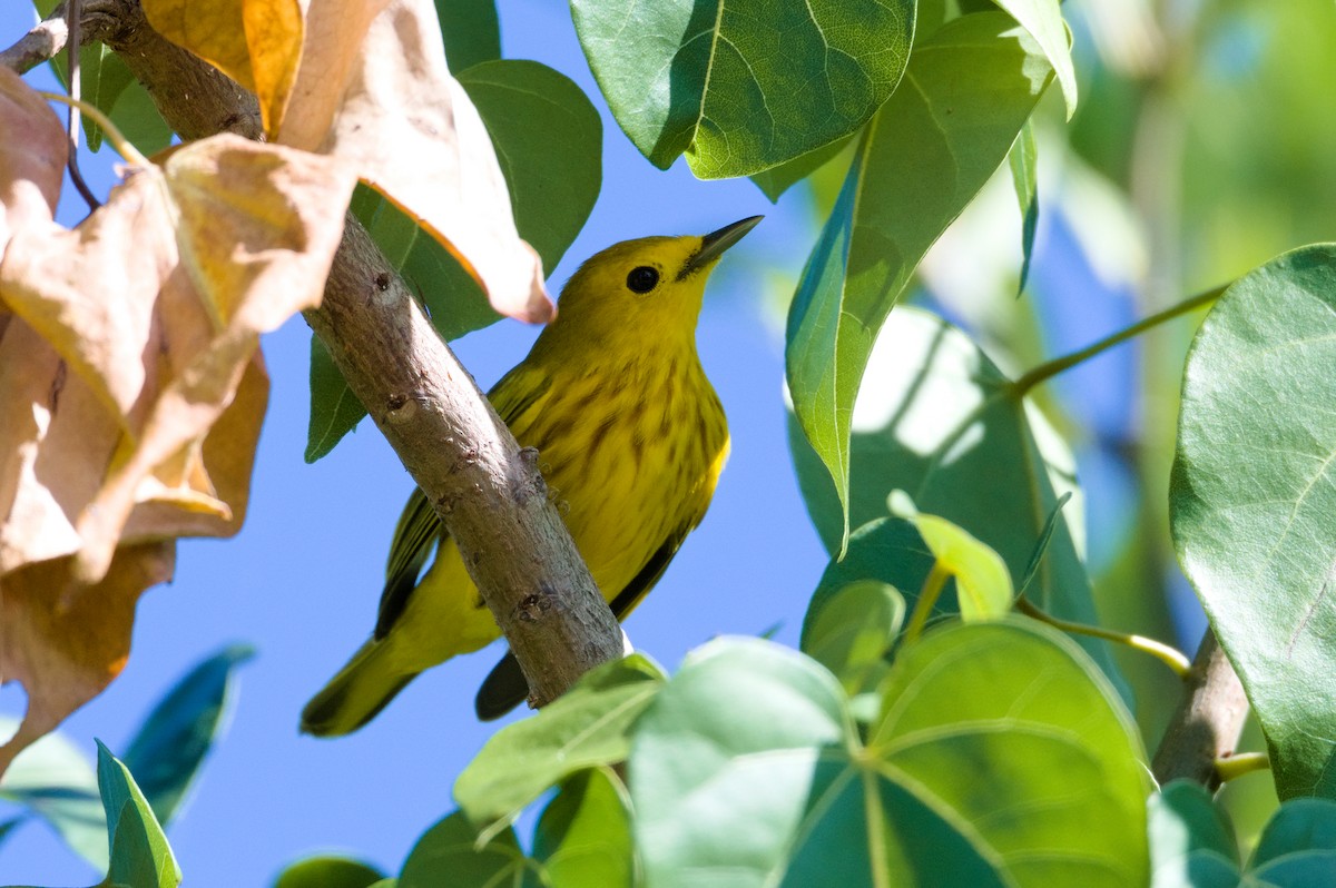 Sarı/Mangrov Sarı Ötleğeni - ML645815341