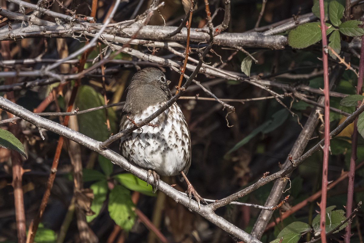 Fox Sparrow (Sooty) - ML645815342