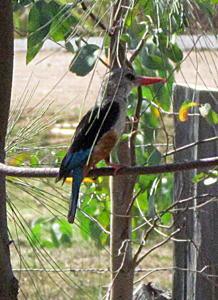 Martin-chasseur à tête grise - ML645815343