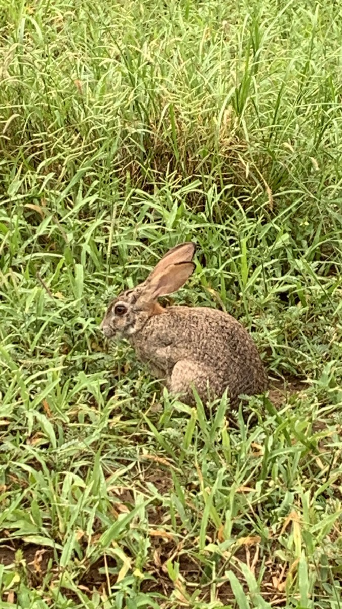 Hares and Jackrabbits - ML645815353