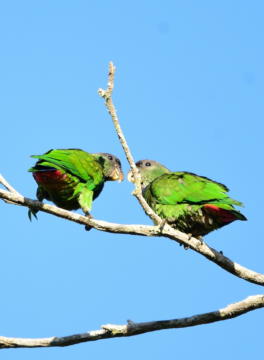 Scaly-headed Parrot - ML645815355