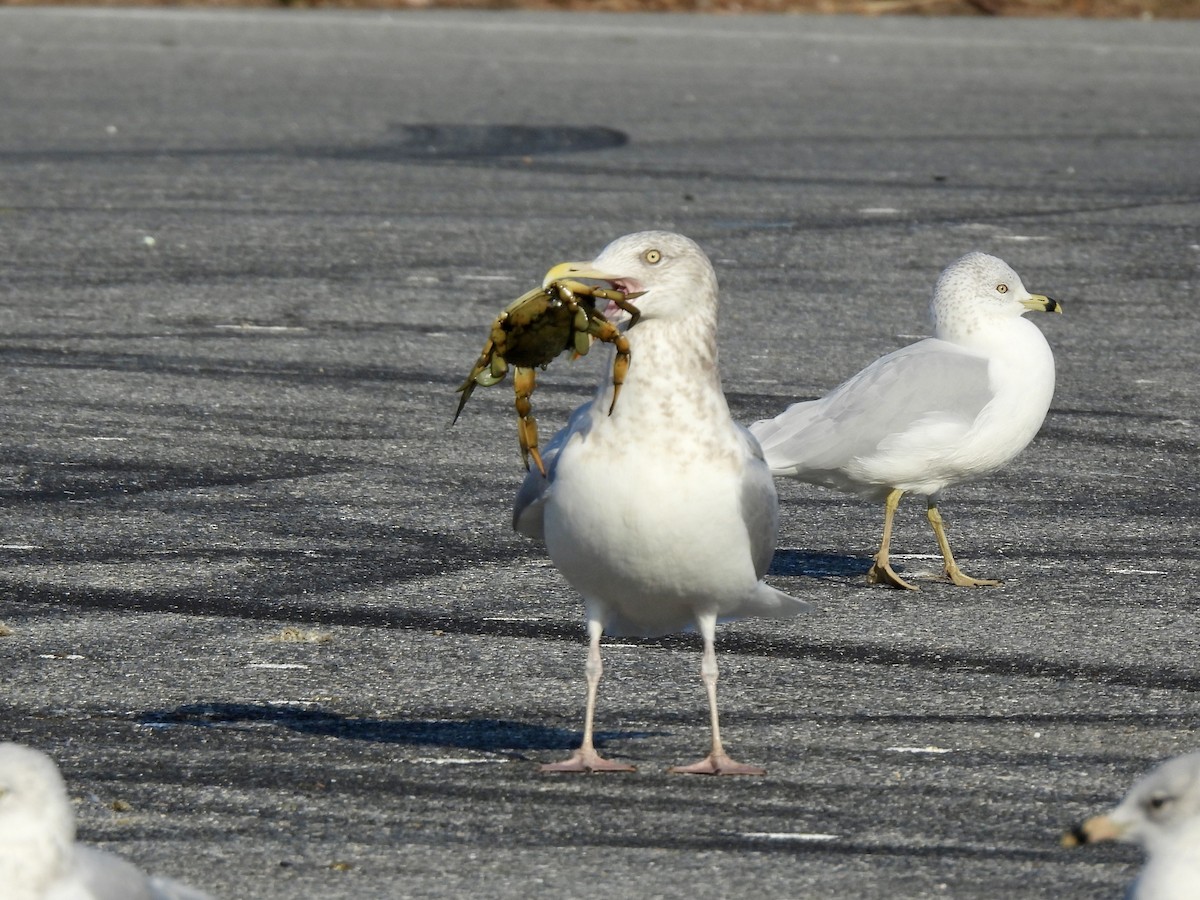 American Herring Gull - ML645815357