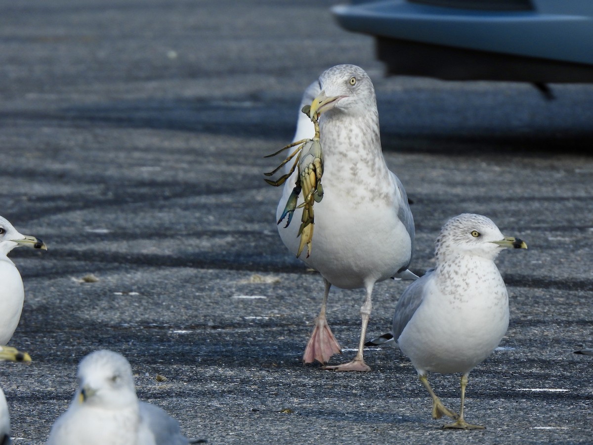 American Herring Gull - ML645815358
