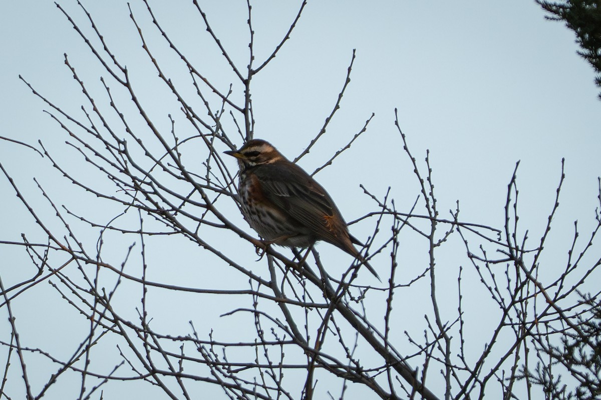 drozd cvrčala - ML645815362