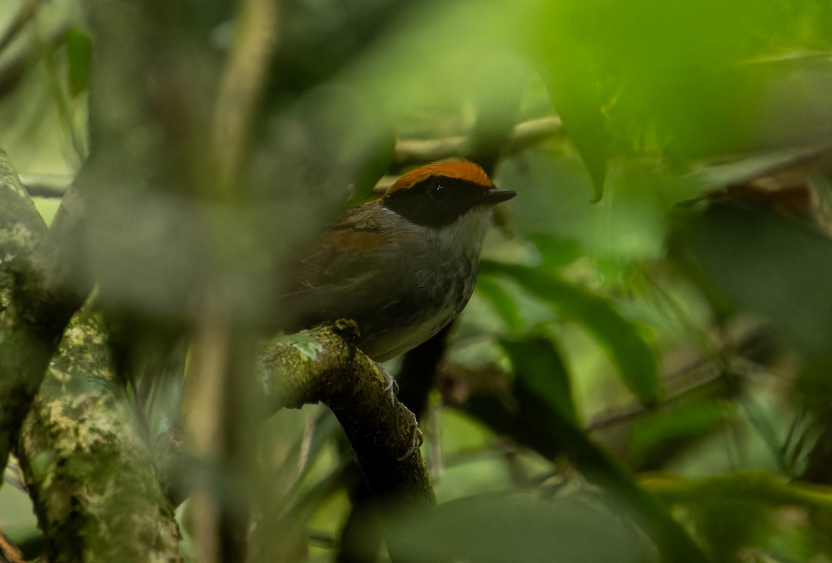 Black-cheeked Gnateater - ML645815363