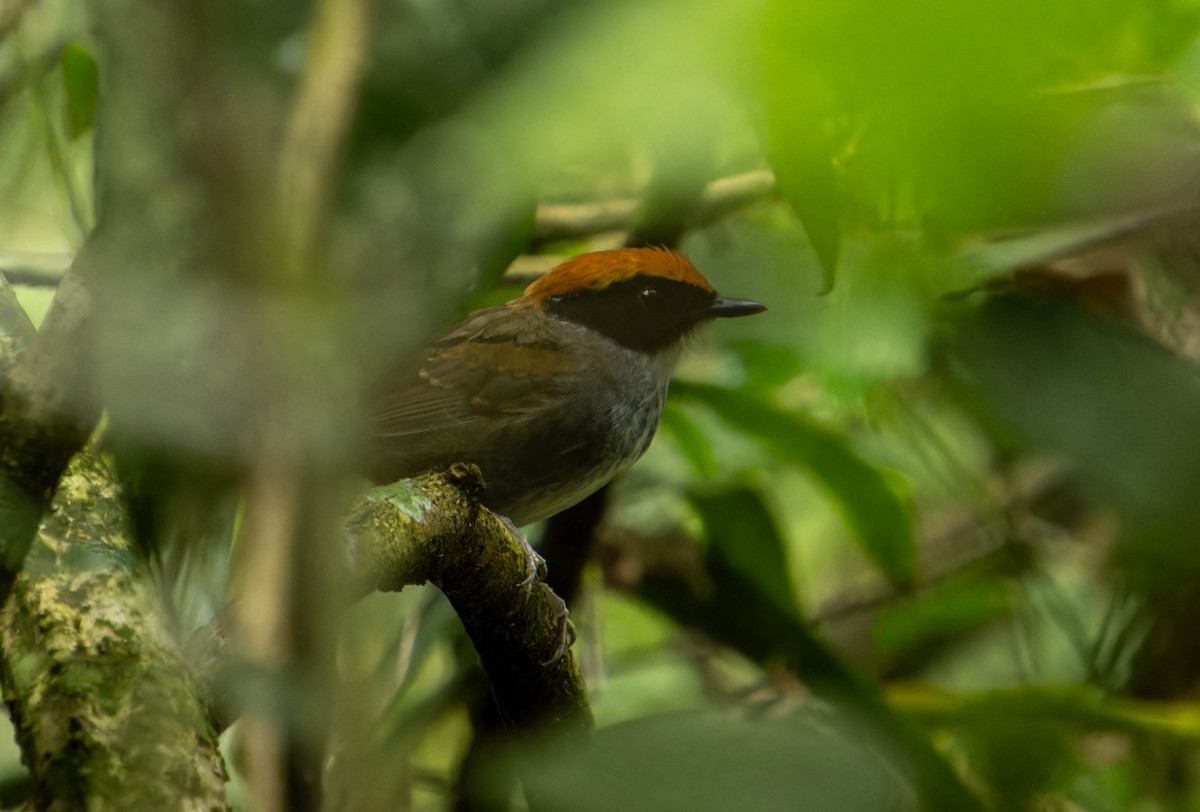 Black-cheeked Gnateater - ML645815364