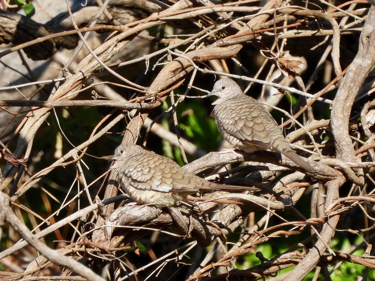 Inca Dove - ML645815376