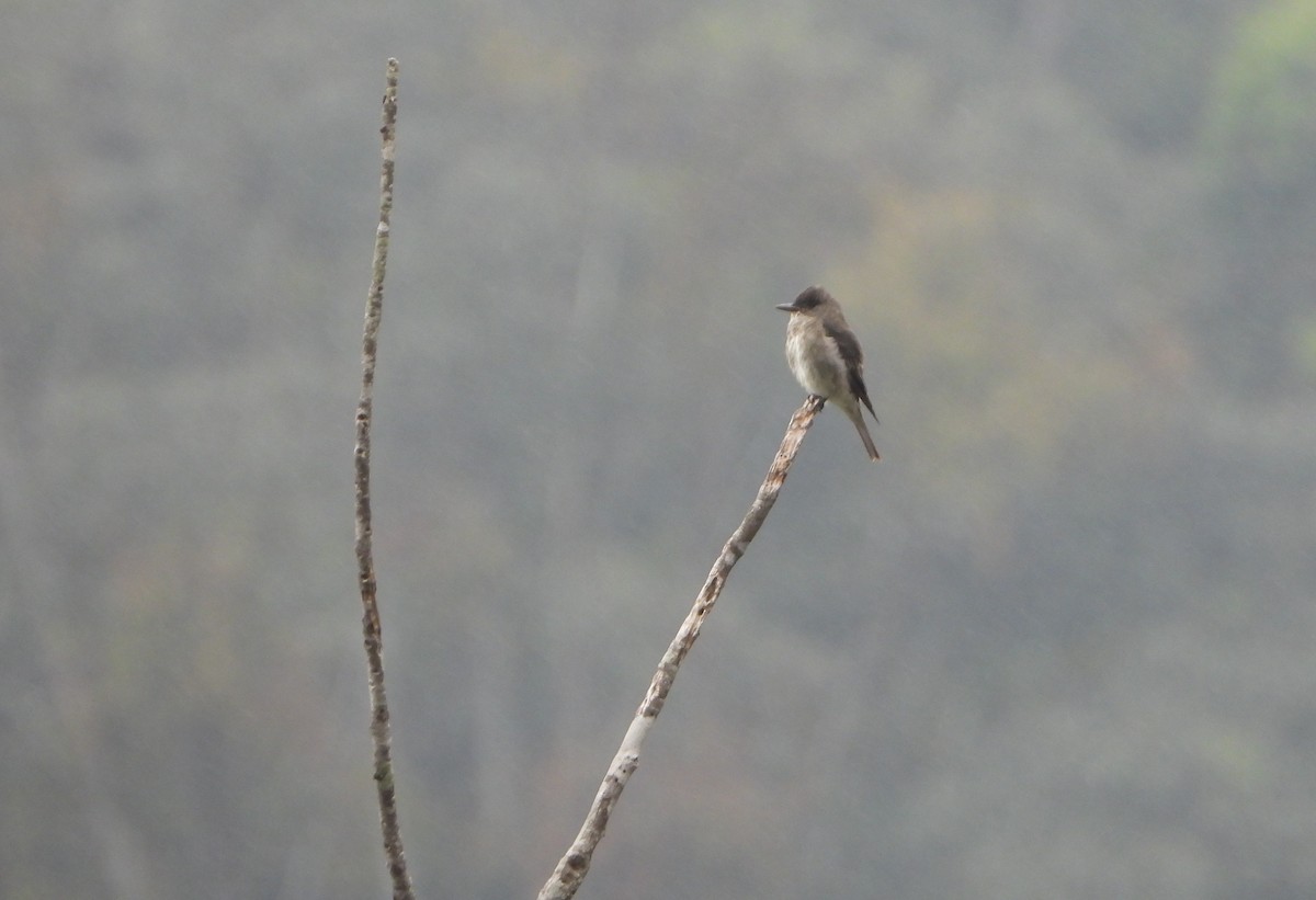 Olive-sided Flycatcher - ML645815377