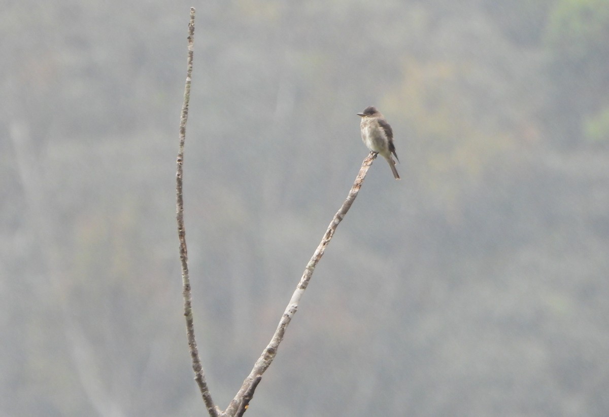 Olive-sided Flycatcher - ML645815378