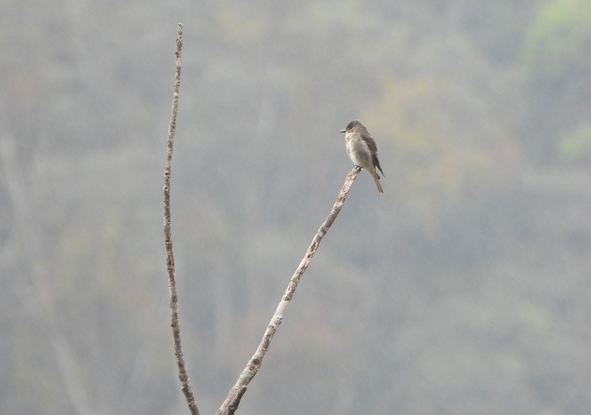 Olive-sided Flycatcher - ML645815379