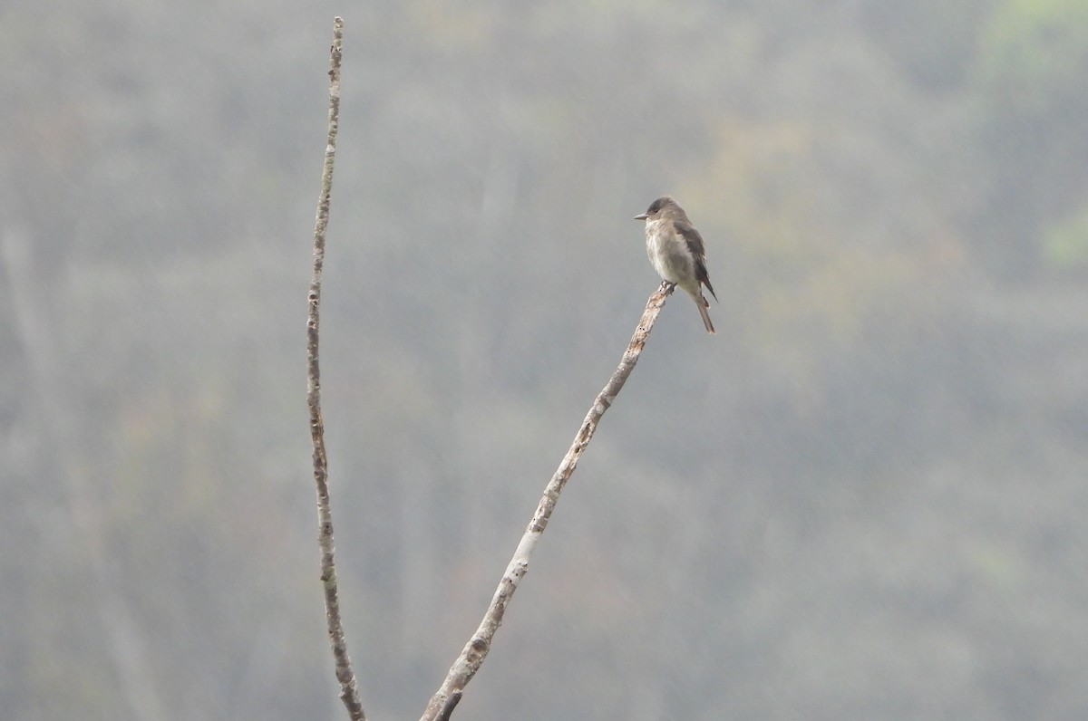 Olive-sided Flycatcher - ML645815384