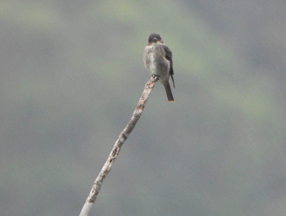 Olive-sided Flycatcher - ML645815385