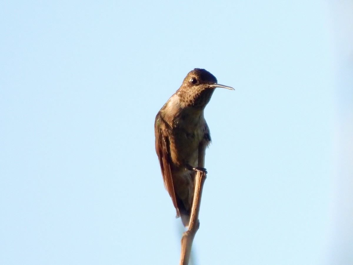 Ruby-throated Hummingbird - ML645815391