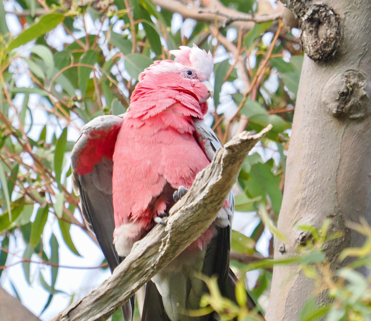 Galah - ML645815394