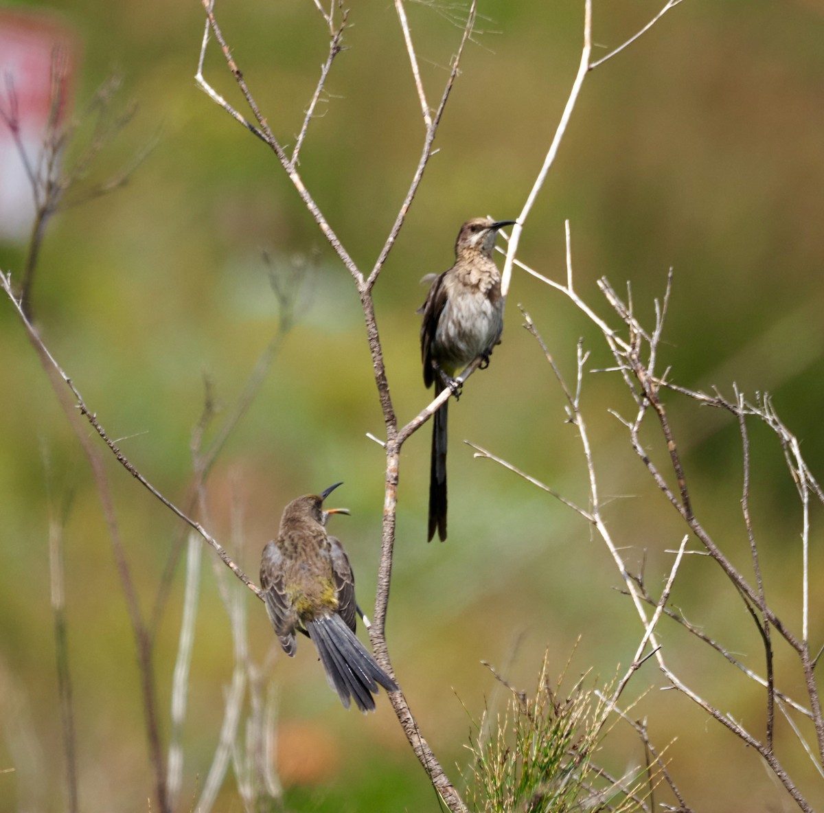 Cape Sugarbird - ML645815395
