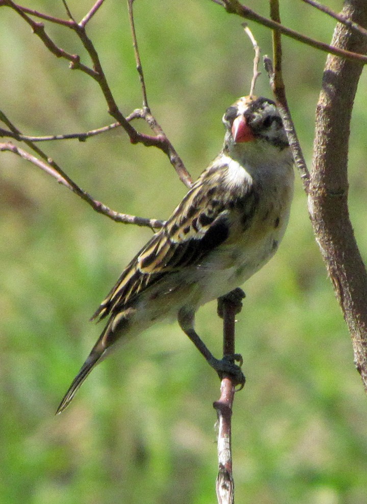 Pin-tailed Whydah - ML645815402