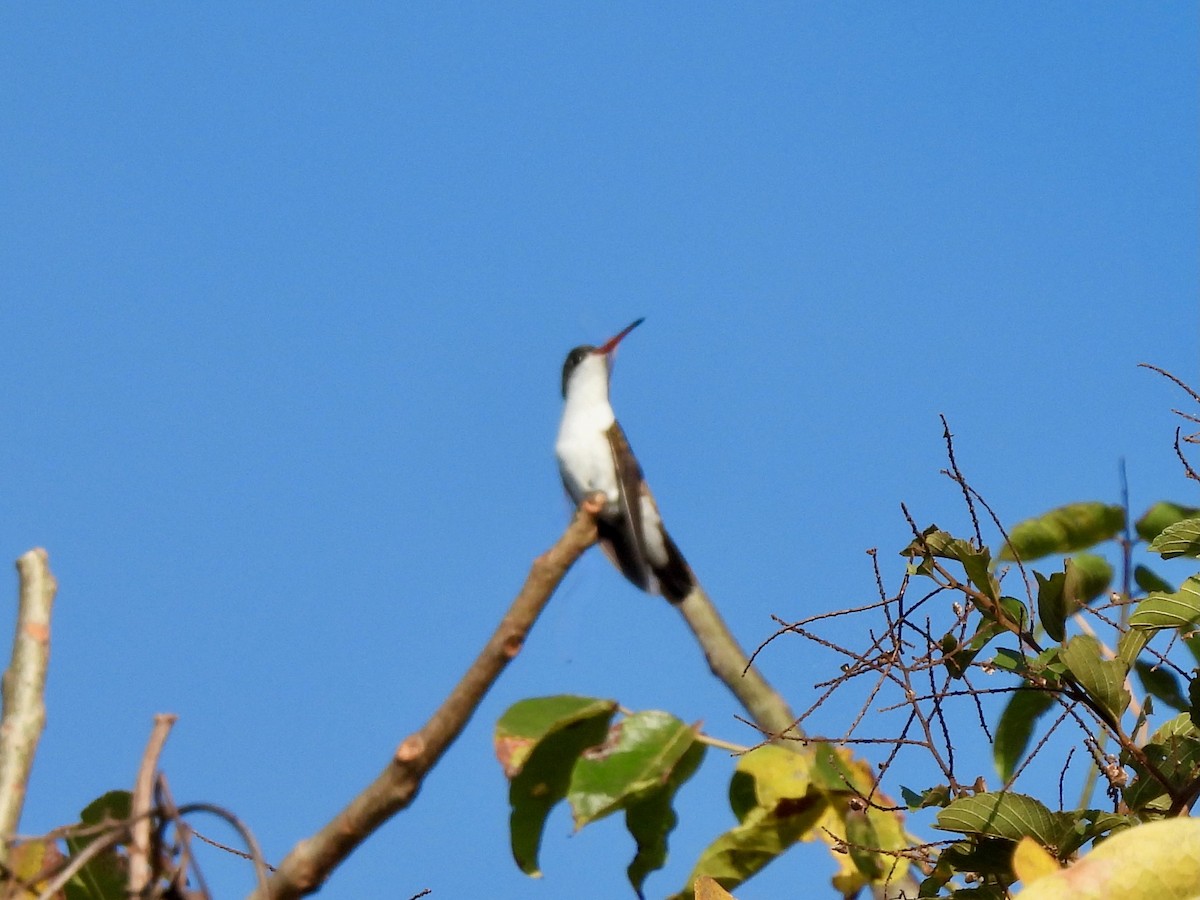 Green-fronted Hummingbird - ML645815404