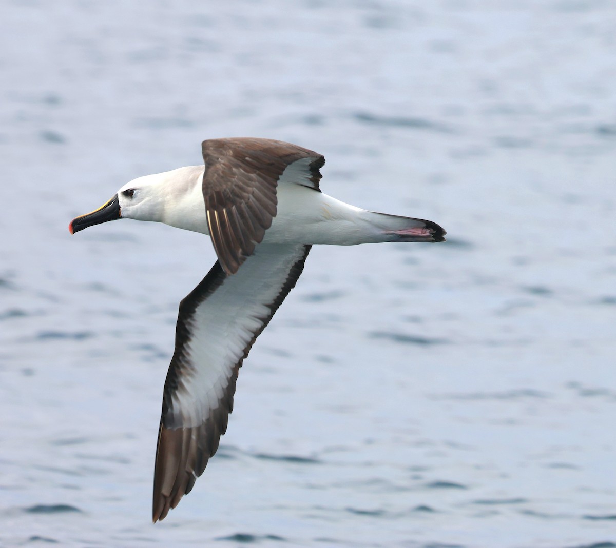 Albatros sudurrori atlantikoa - ML645815405