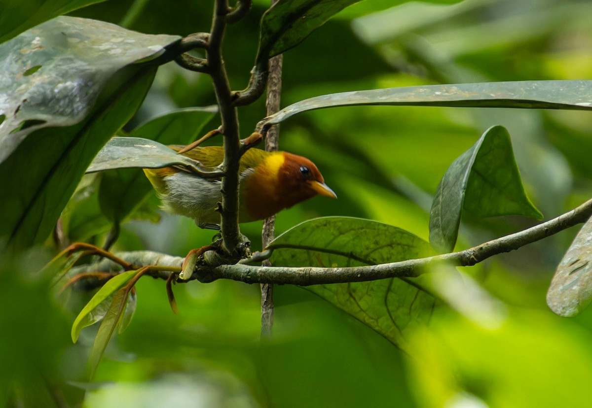 Rufous-headed Tanager - ML645815408