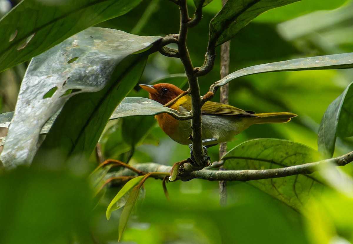 Rufous-headed Tanager - ML645815409