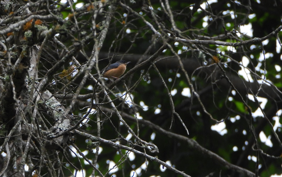 Rusty Flowerpiercer - ML645815411