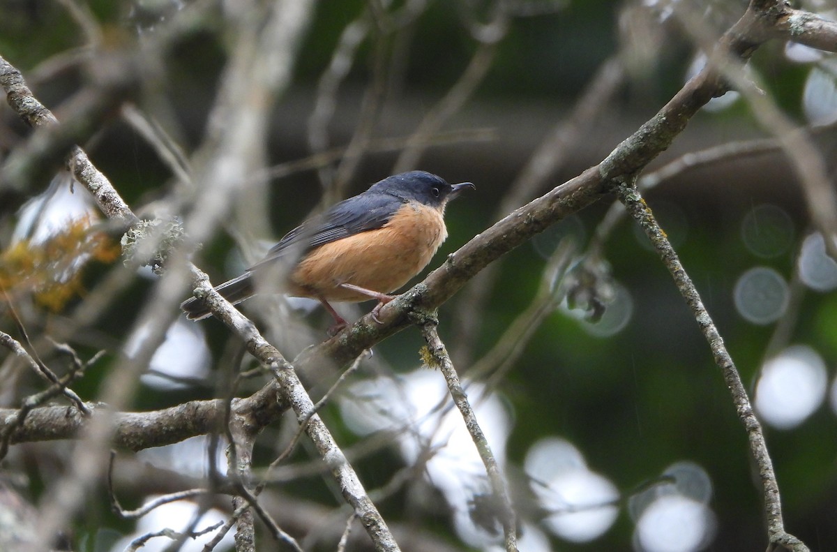 Rusty Flowerpiercer - ML645815412