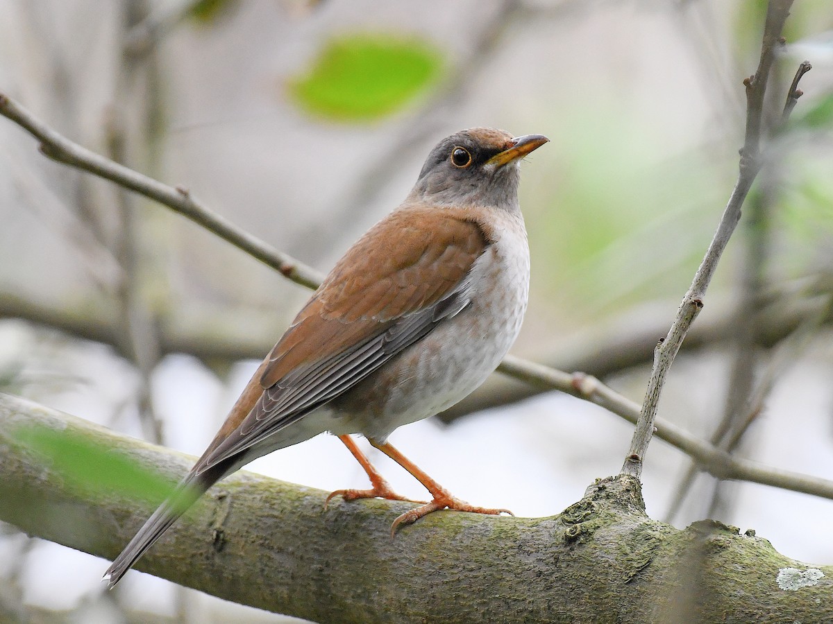 Pale Thrush - ML645815413