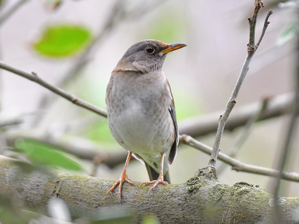 Pale Thrush - ML645815414