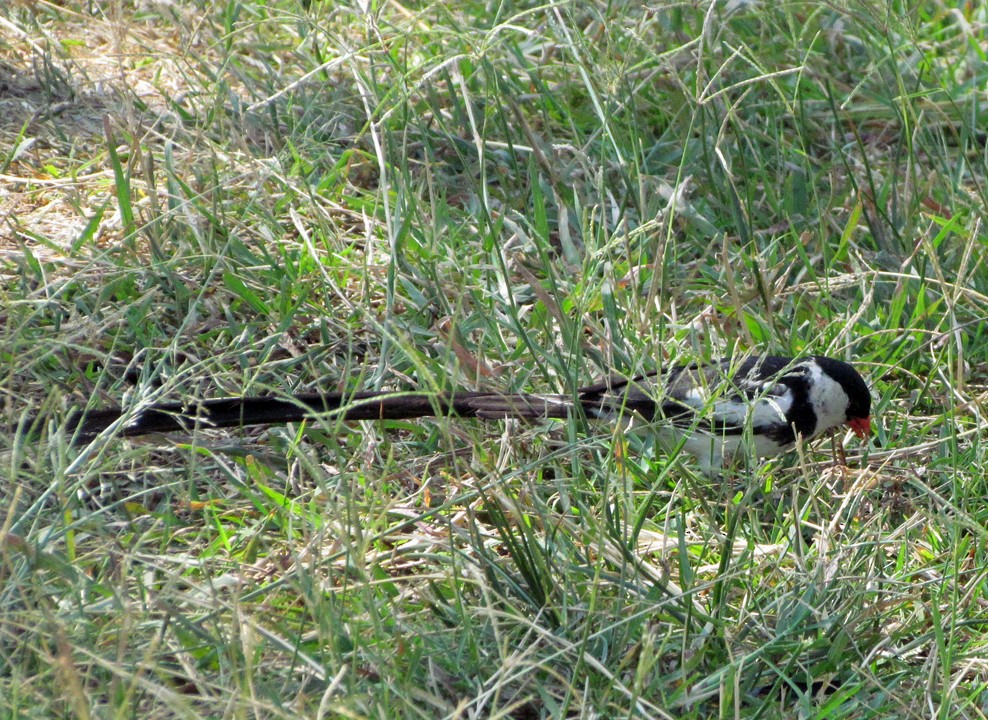 Pin-tailed Whydah - ML645815415