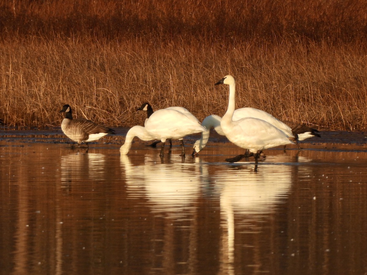 Beltxarga txistularia - ML645815417