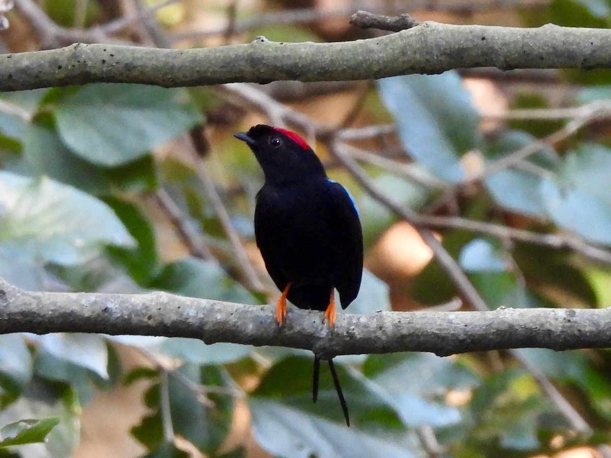 Long-tailed Manakin - ML645815422