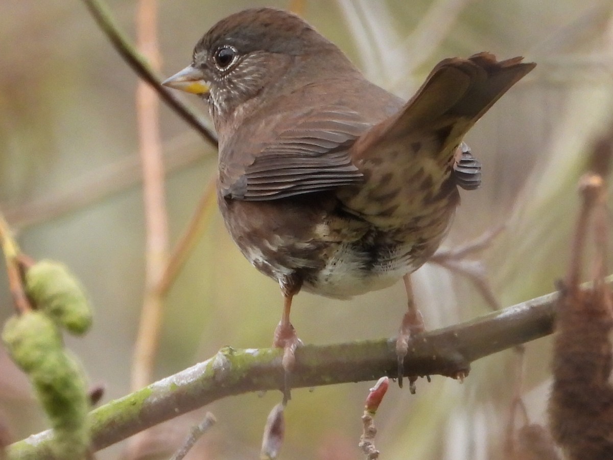 Fox Sparrow (Sooty) - ML645815423