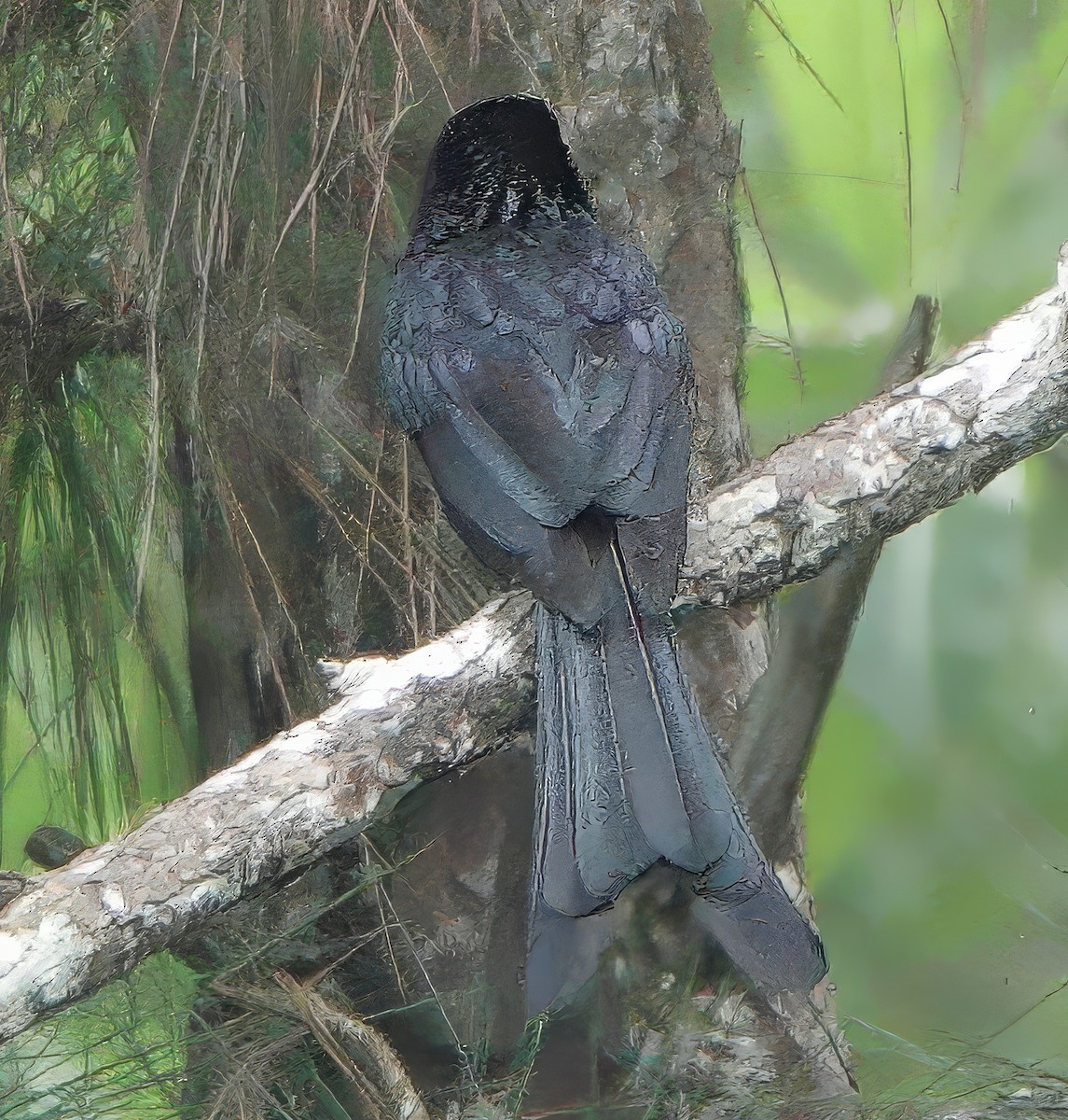 Sri Lanka Drongo - ML645815425
